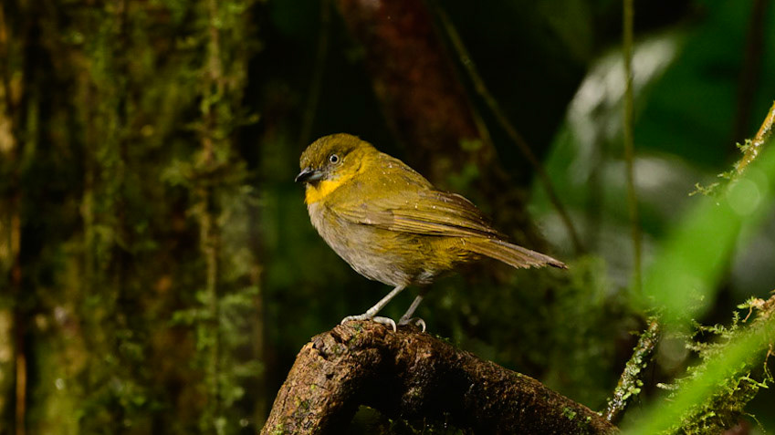 Yellow-throated Chlorospingus, Chlorospingus flavigularis