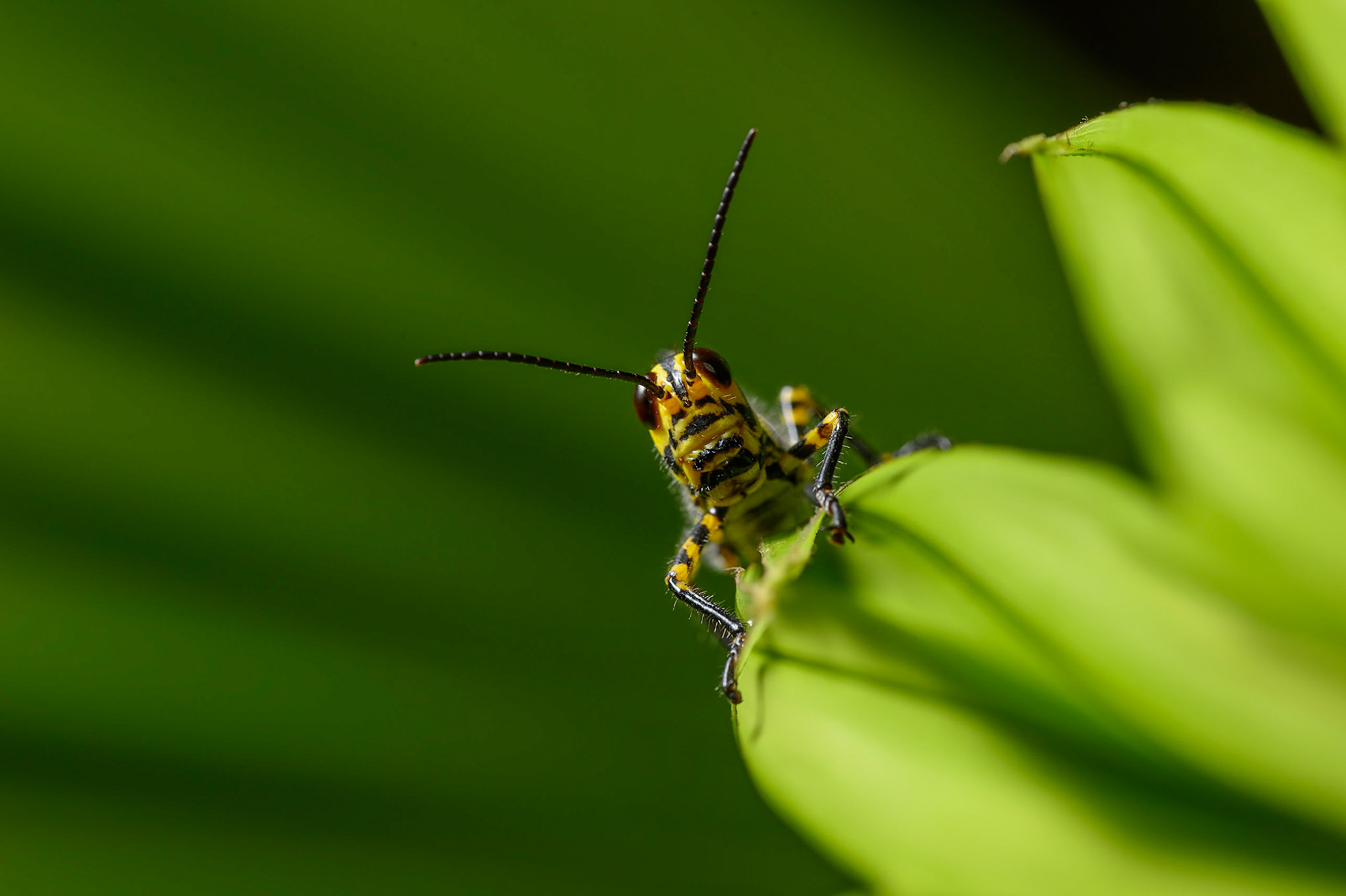 Giant Red-winged Grasshopper, tropidacris cristata dux