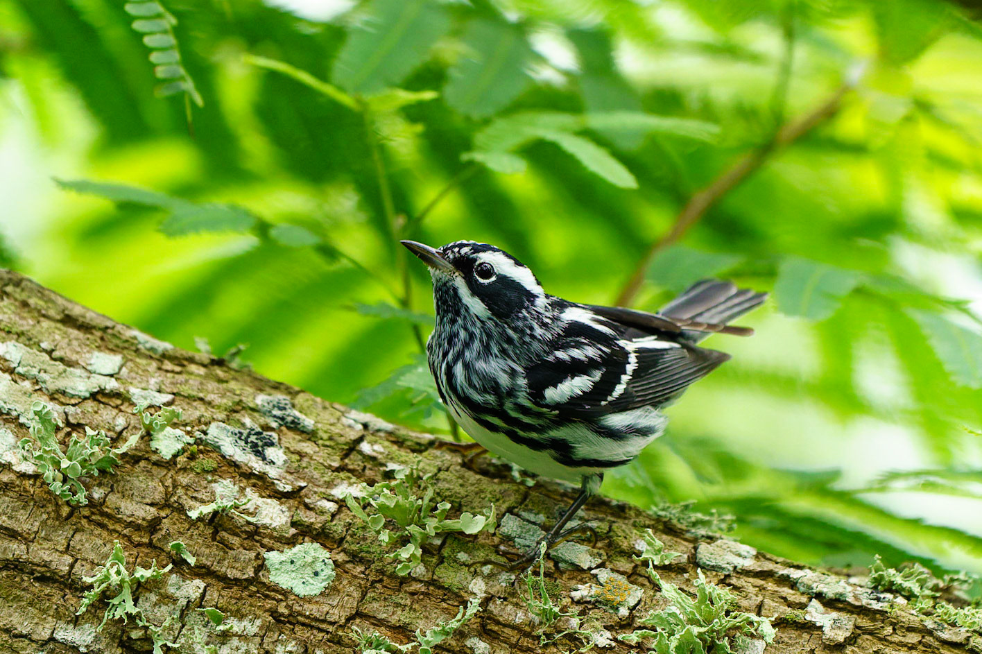 Black-and-white Warbler, Mniotilta varia