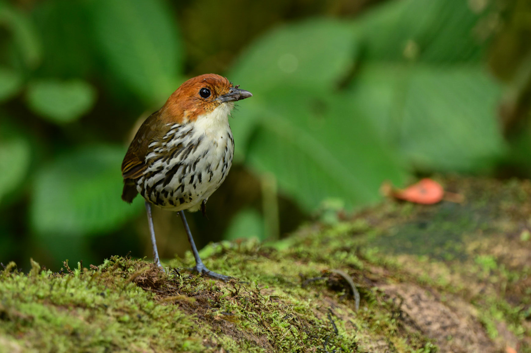 Chestnut-crowned Antpitta, Grallaria ruficapilla