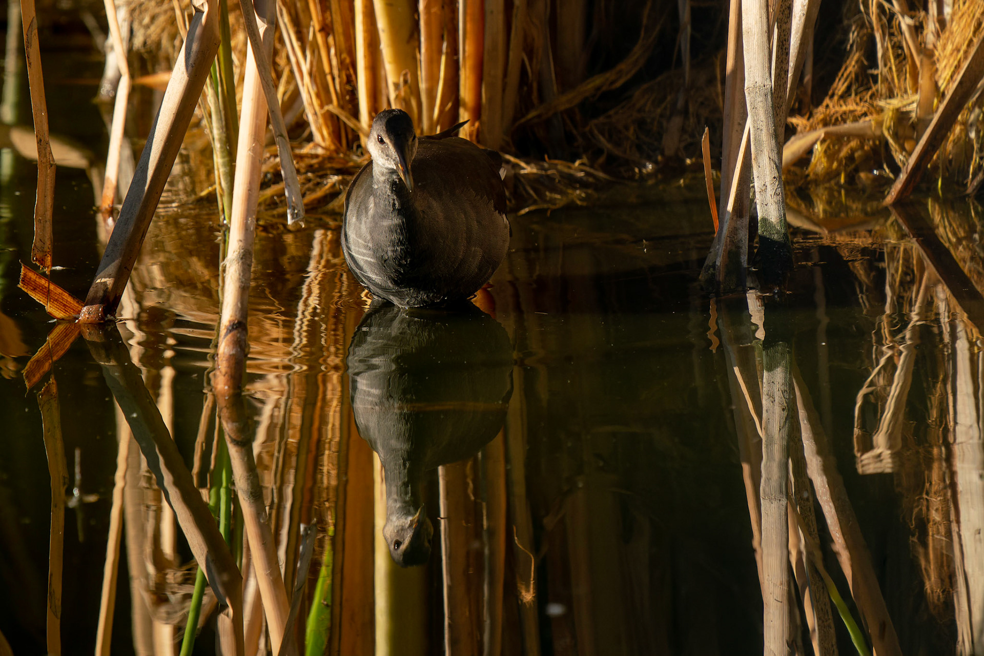 Sora, Porzana carolina