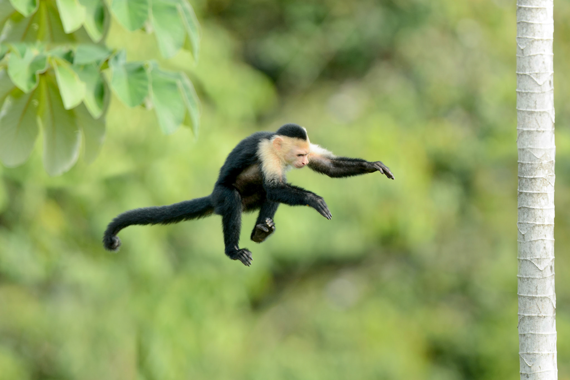Panamanian white-faced capuchin, Cebus imitator