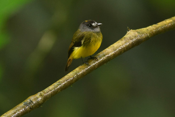 Ornate Flycatcher, Myiotriccus ornatus