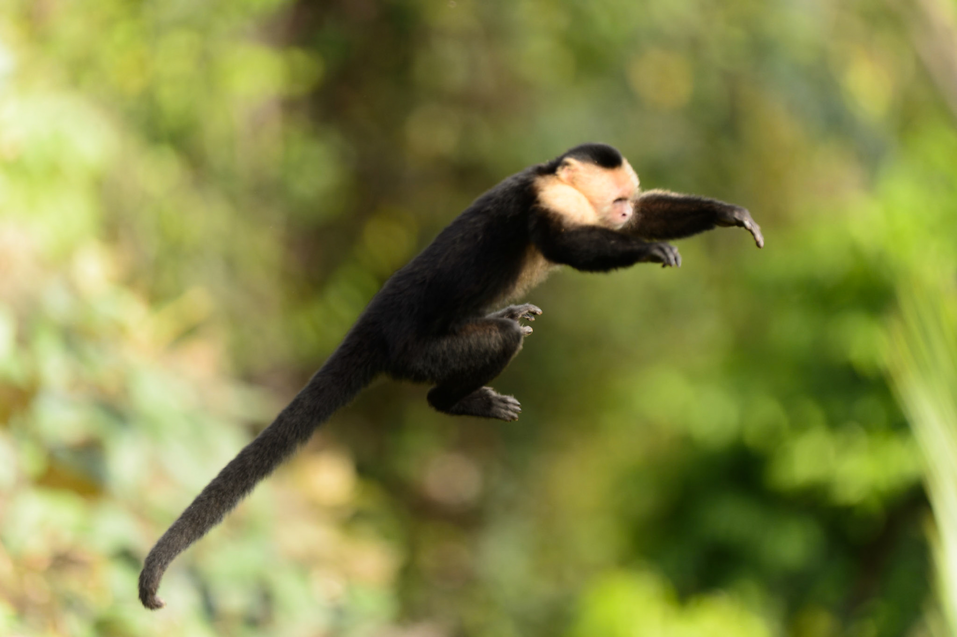 Panamanian white-faced capuchin, Cebus imitator