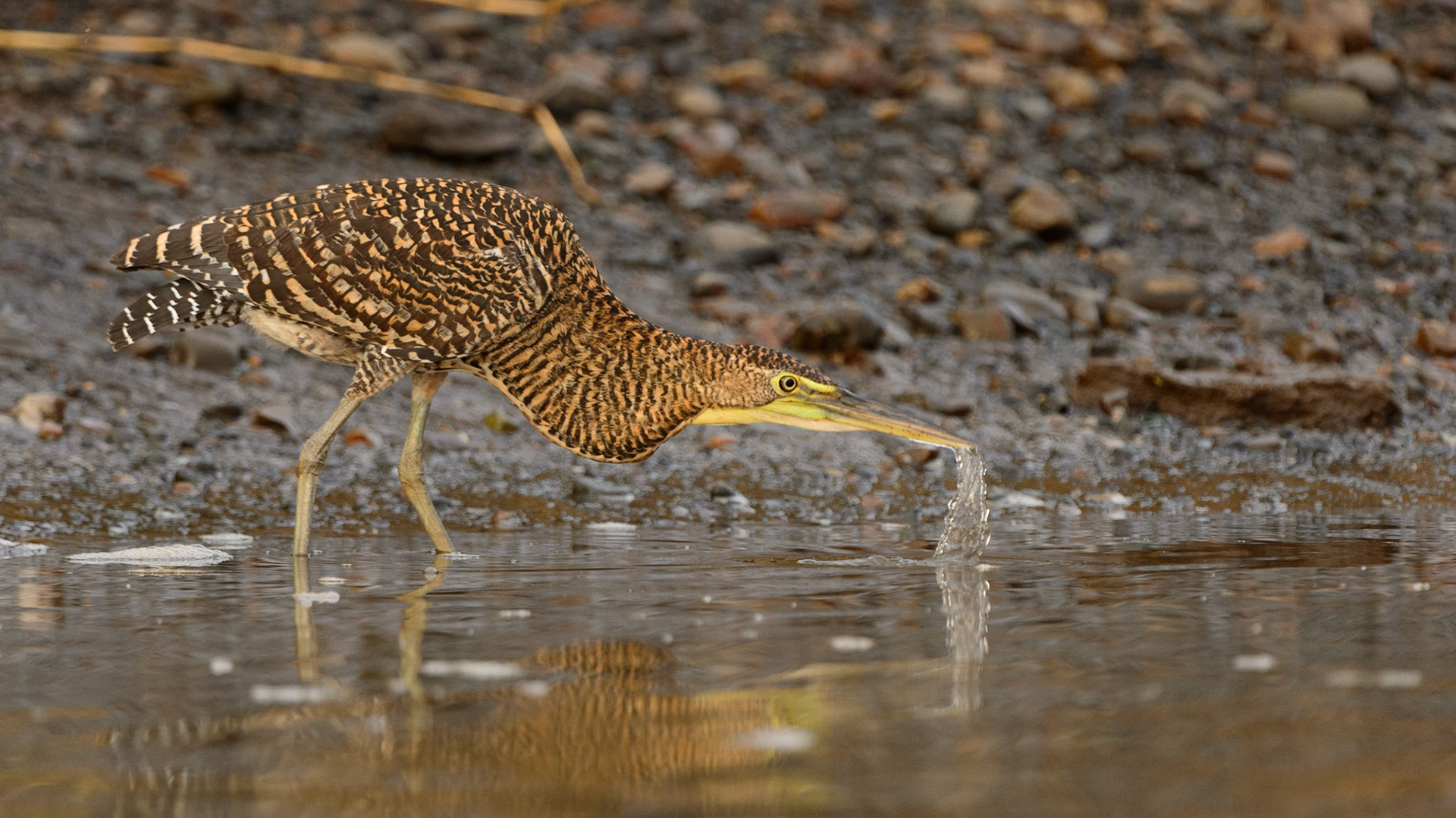 Bare-throated Tiger Heron, Tigrisoma mexicanum