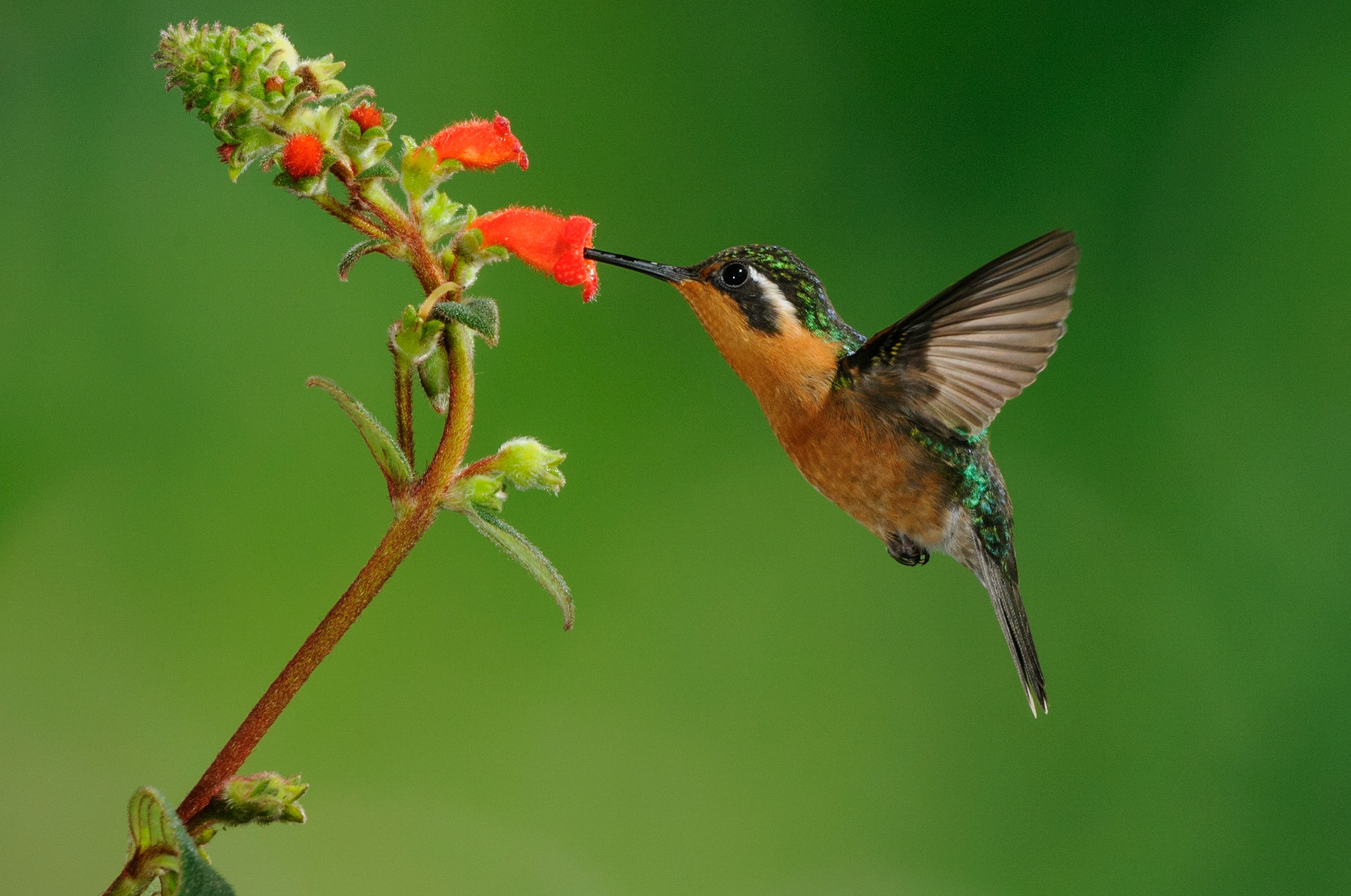 Purple-throated Mountain-gem,  Lampornis calolaema