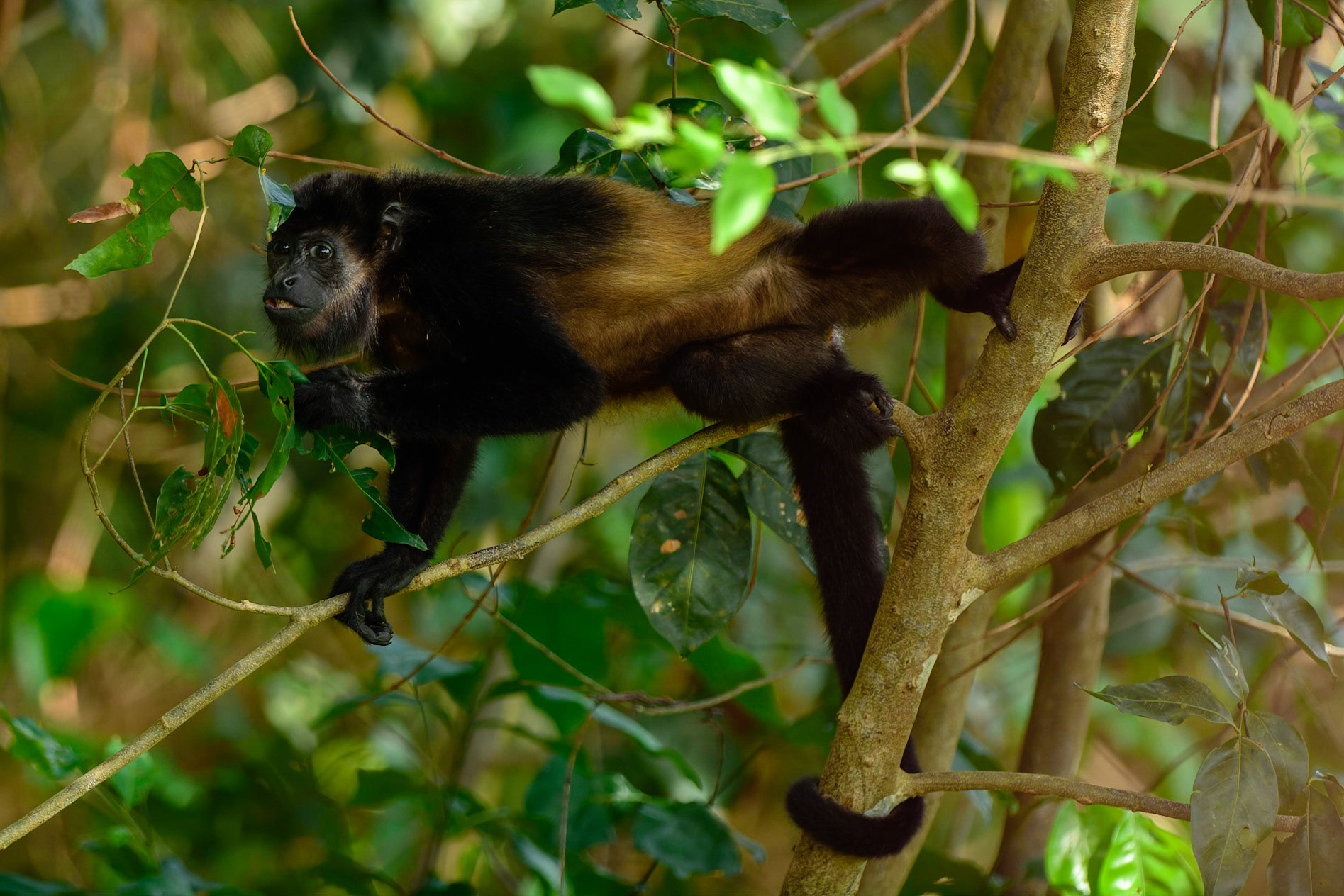 Mantled Howler, Alouatta palliata. AKA Golden-mantled Howling Monkey