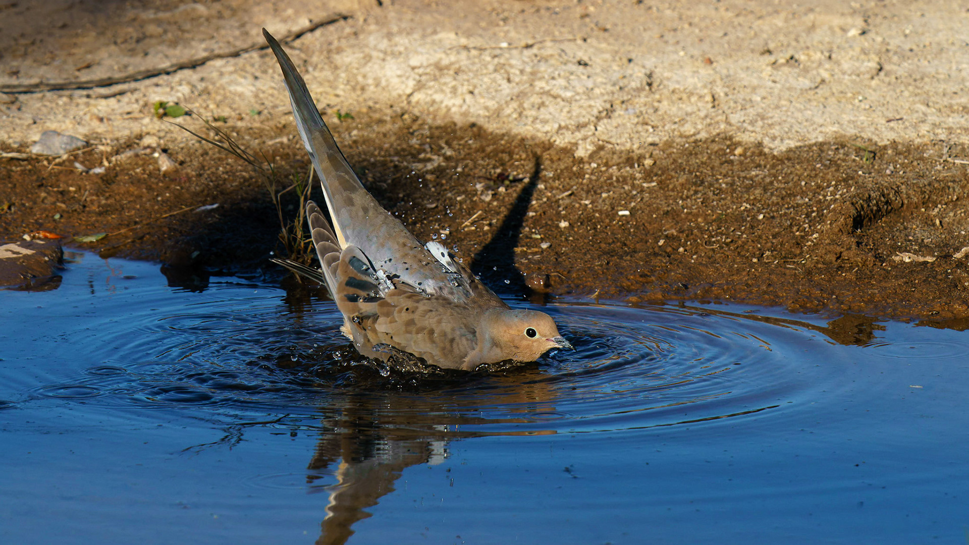Mourning Dove, Zenaida macroura