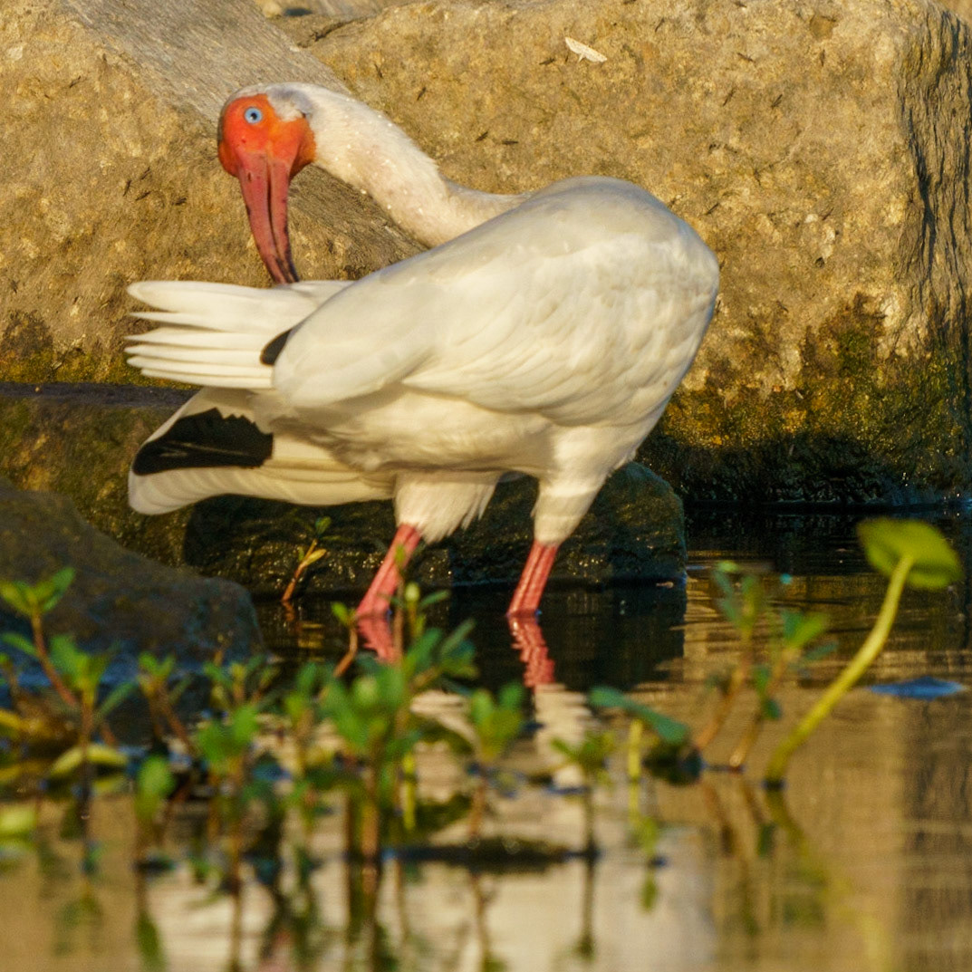 White Ibis, Eudocimus albus