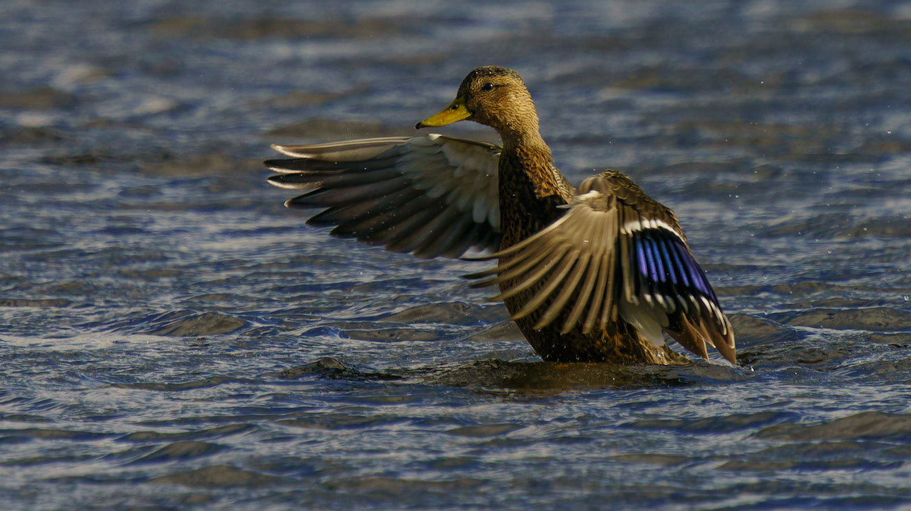 Mexican Duck, Anas diazi