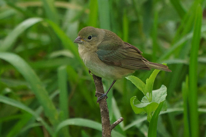 Painted Bunting, Passerina ciris