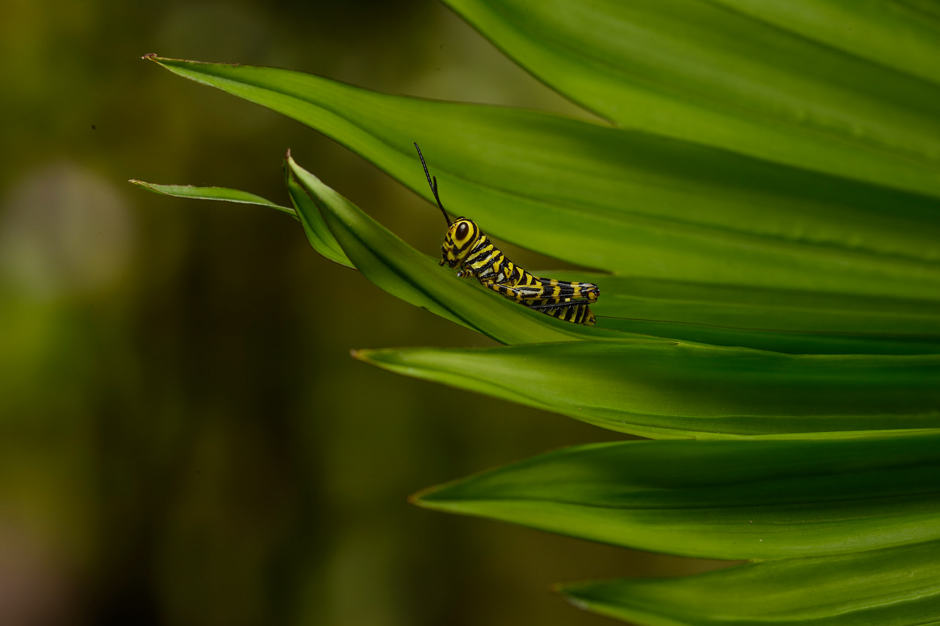Giant Red-winged Grasshopper, tropidacris cristata dux