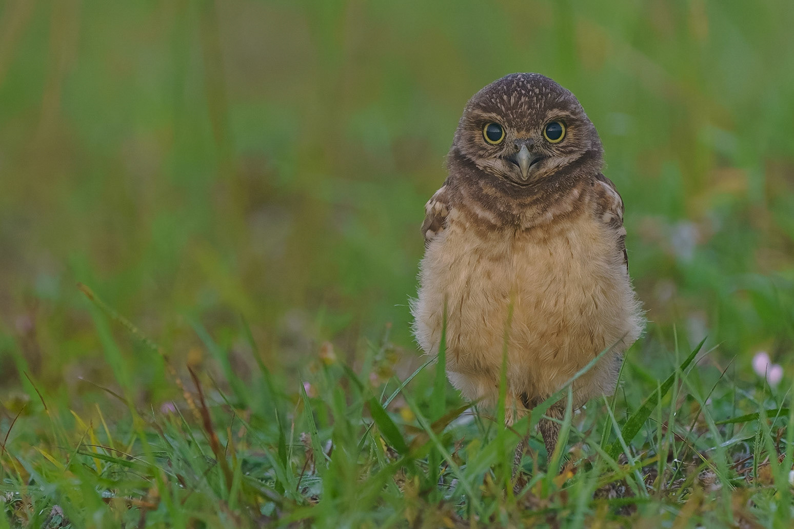 Burrowing Owl, Athene cunicularia