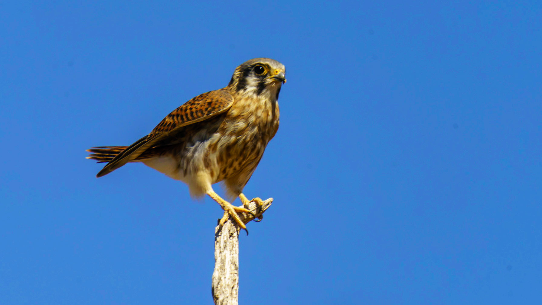American Kestrel (Male), Falco sparverius