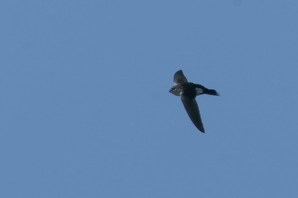 White-throated Swift, Aeronautes saxatalis