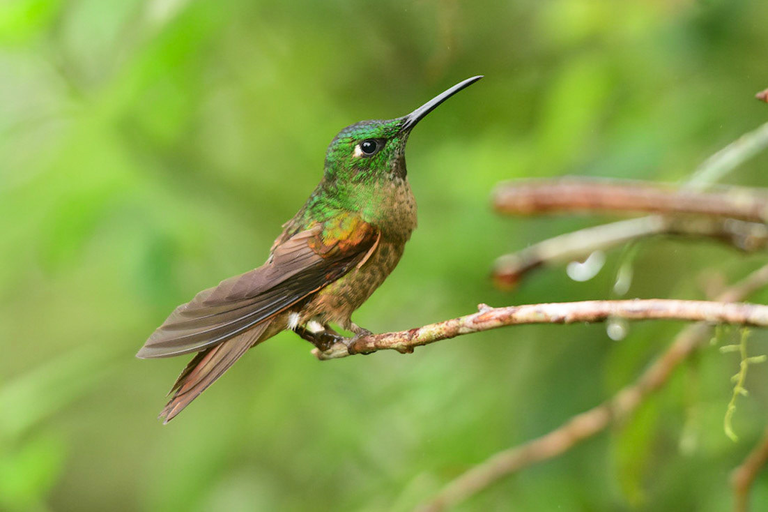 Buff-tailed Coronet, Boissonneaua flavescens