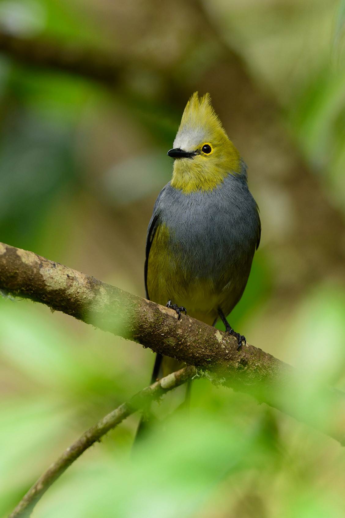 Long-tailed Silky-flycatcher, Ptilogonys caudatus