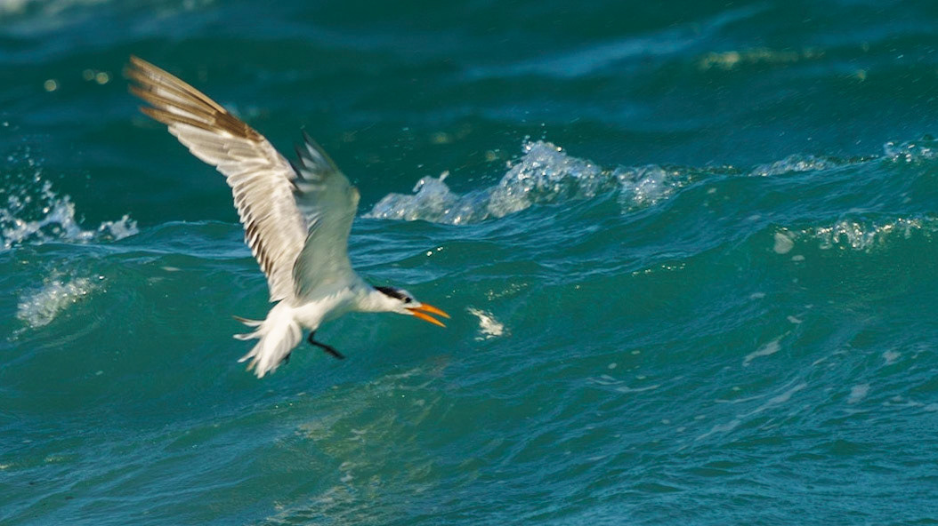 Royal Tern, Thalasseus maximus