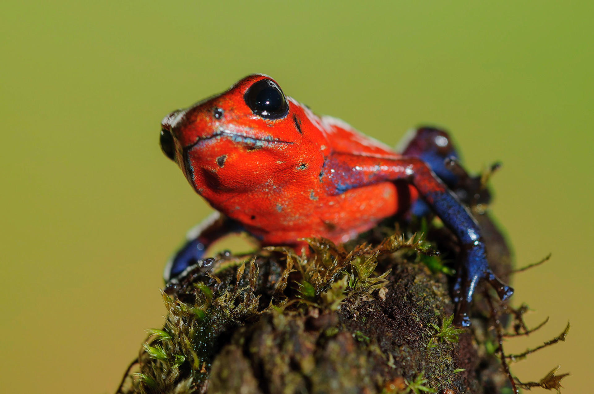 Strawberry Poison Frog, Oophaga pumilio