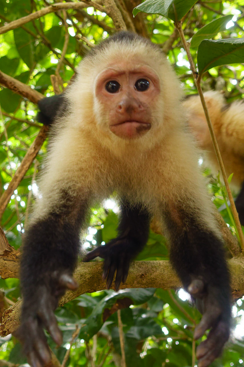 Give me that camera! - Panamanian white-faced capuchin, Cebus imitator