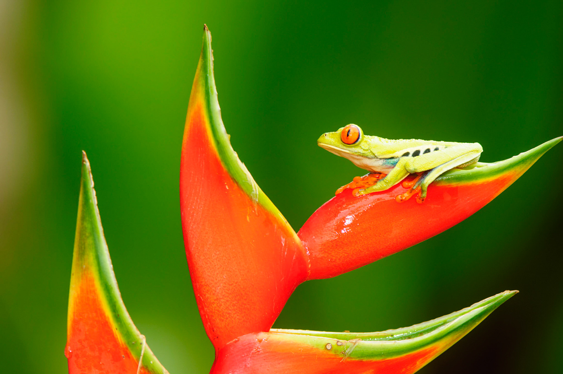 Red-eyed Treefrog, Agalychnis callidryas. Heliconia orthotricha cv. Imperial