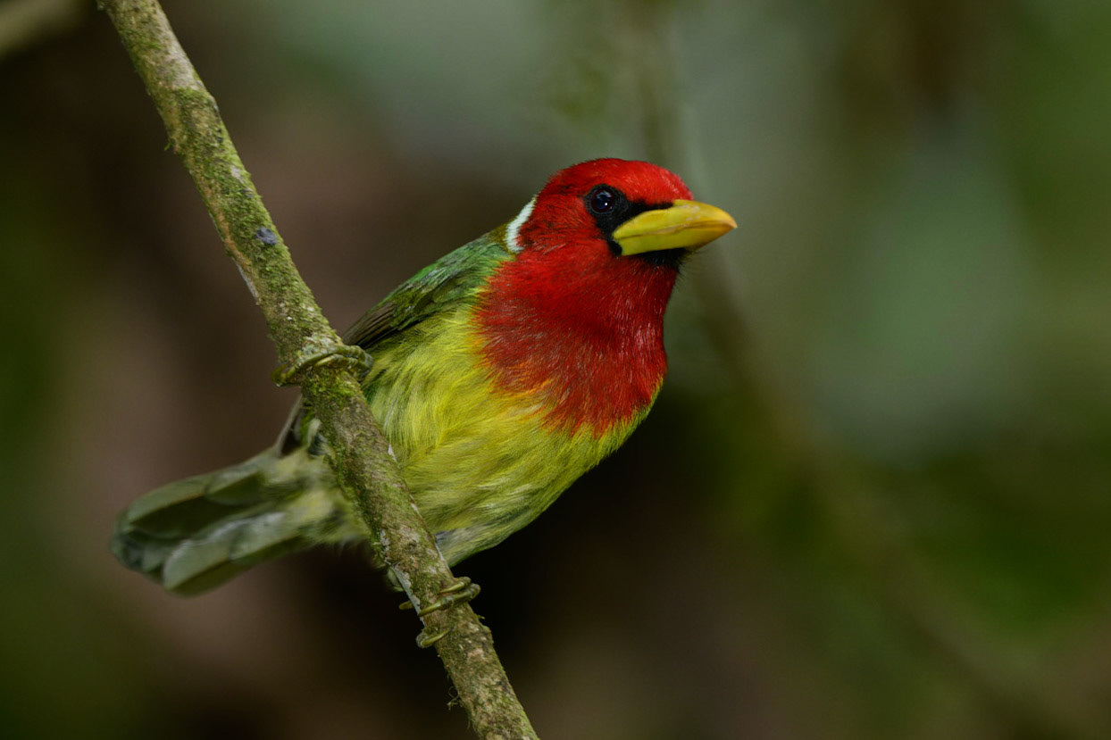 Red-headed Barbet, Eubucco bourcierii