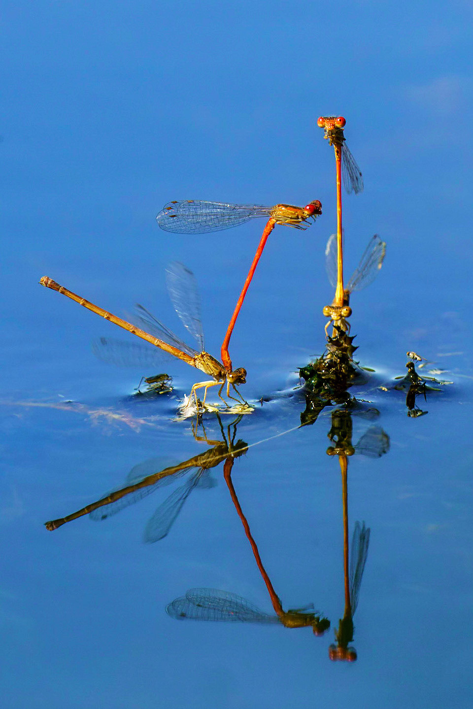 Desert Firetail (Damselfly), Telebasis salva