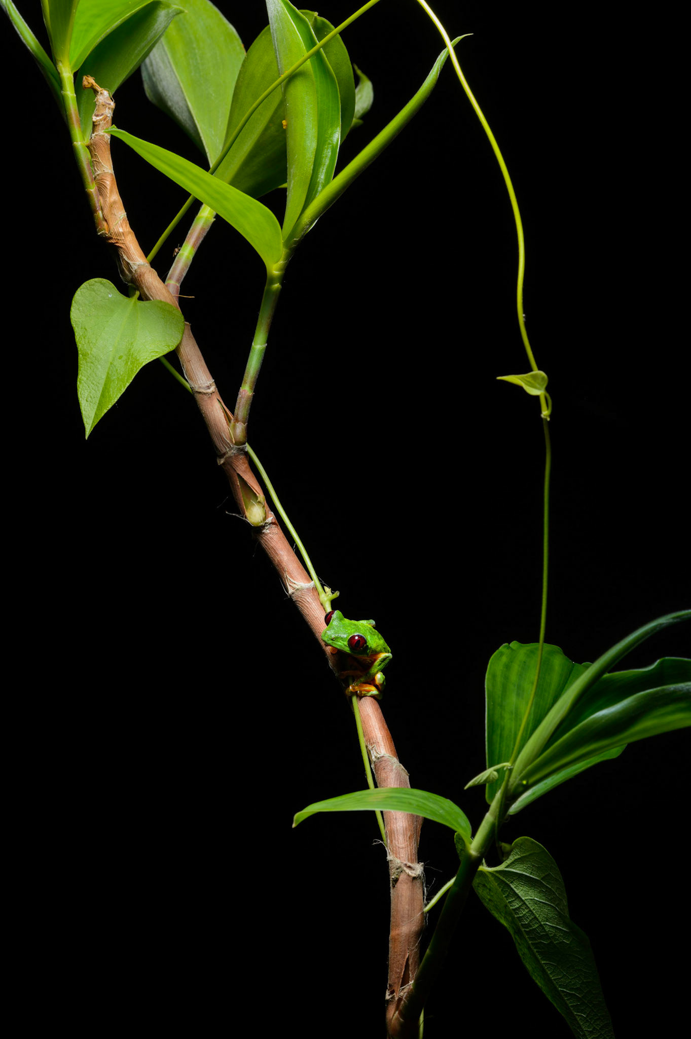 Red-eyed-Tree Frog, Agalychnis callidryas