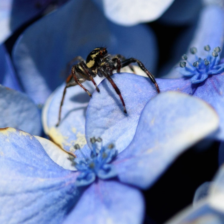 Jumping Spider - Salticidae