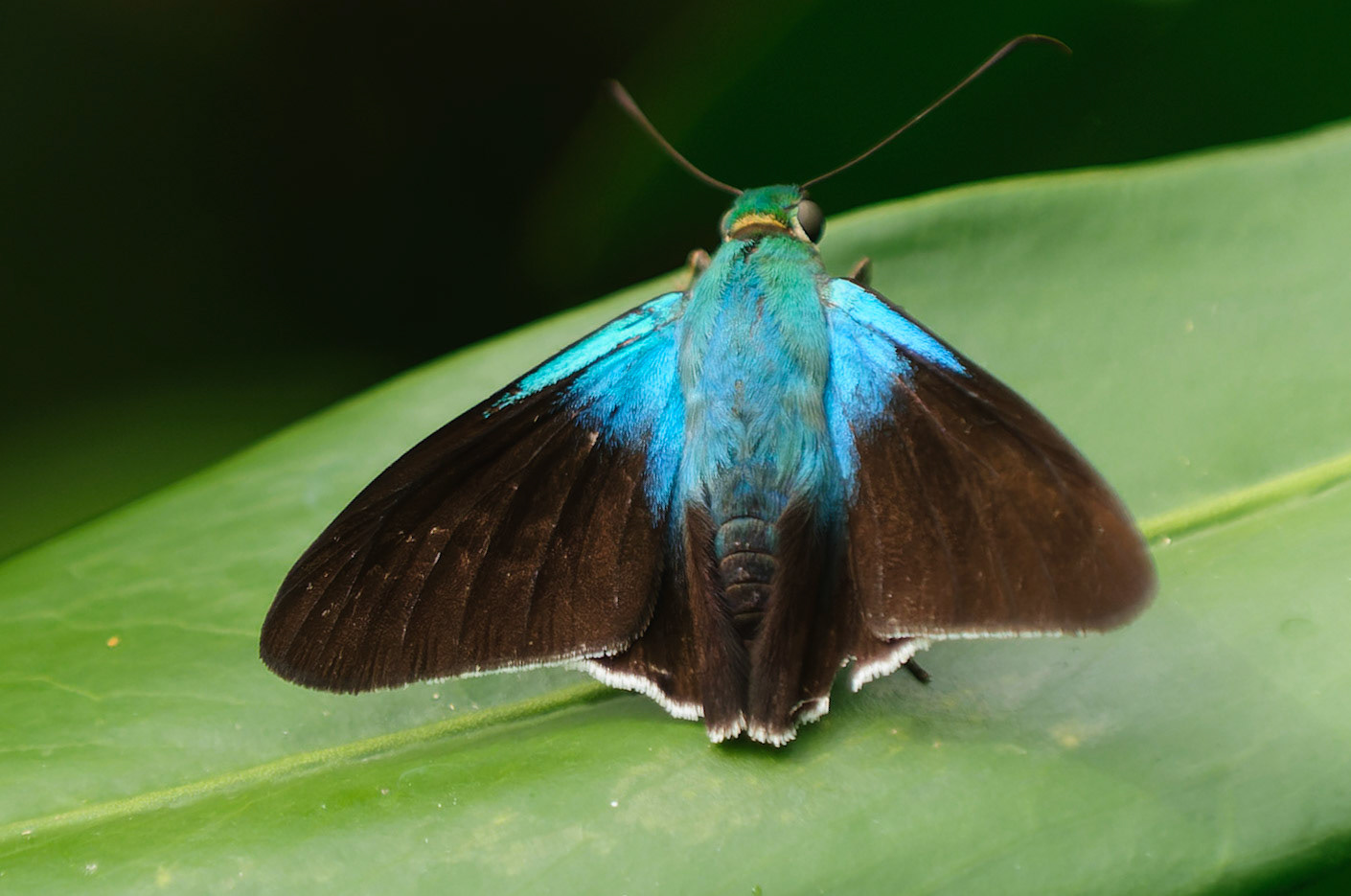 Frosted Flasher, Astraptes alardus