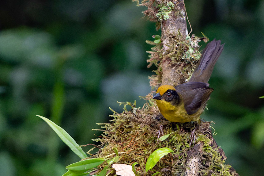 Chocó Brush-finch, Atlapetes crassus
