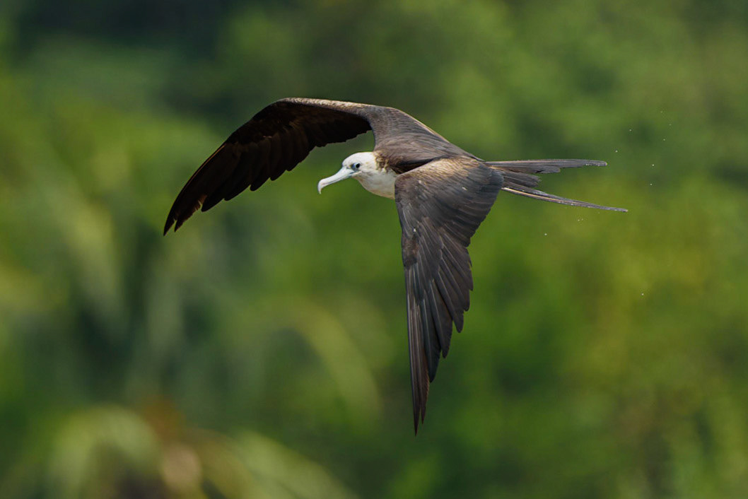 Magnificent Frigatebird, Fregata magnificens