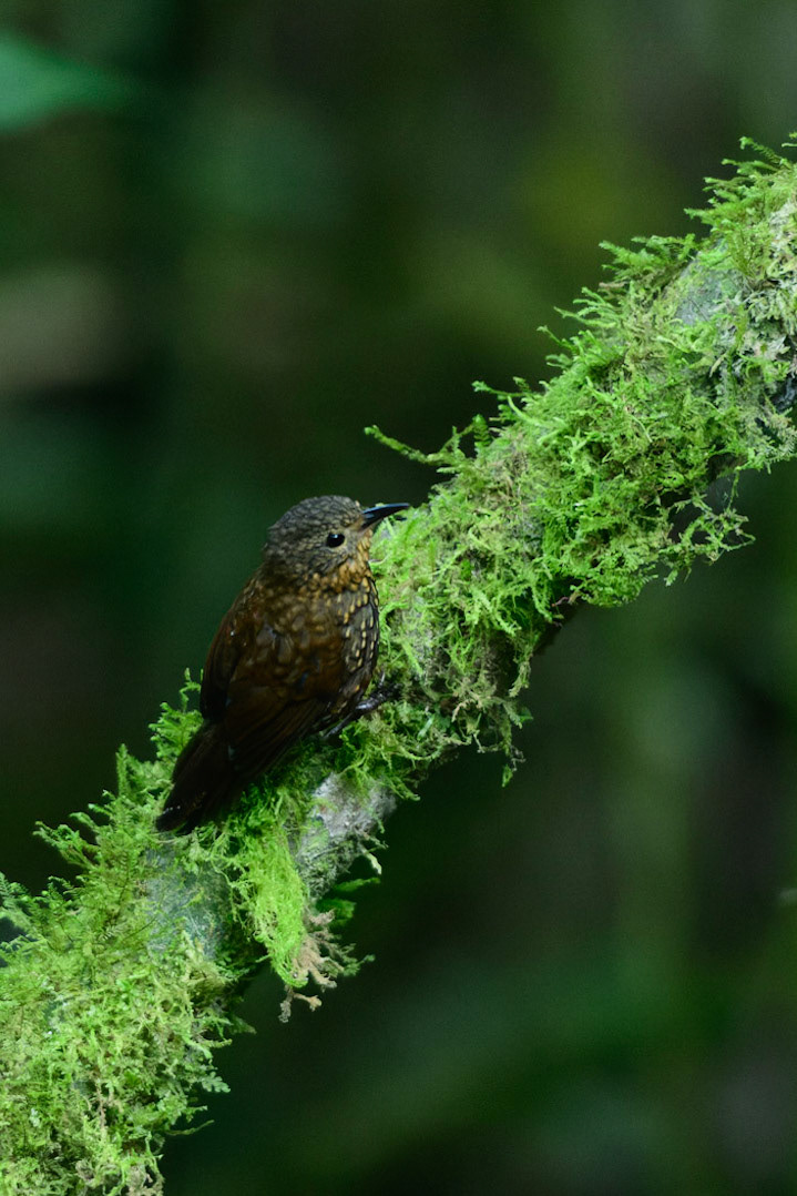 Spotted Barbtail Premnoplex brunnescens