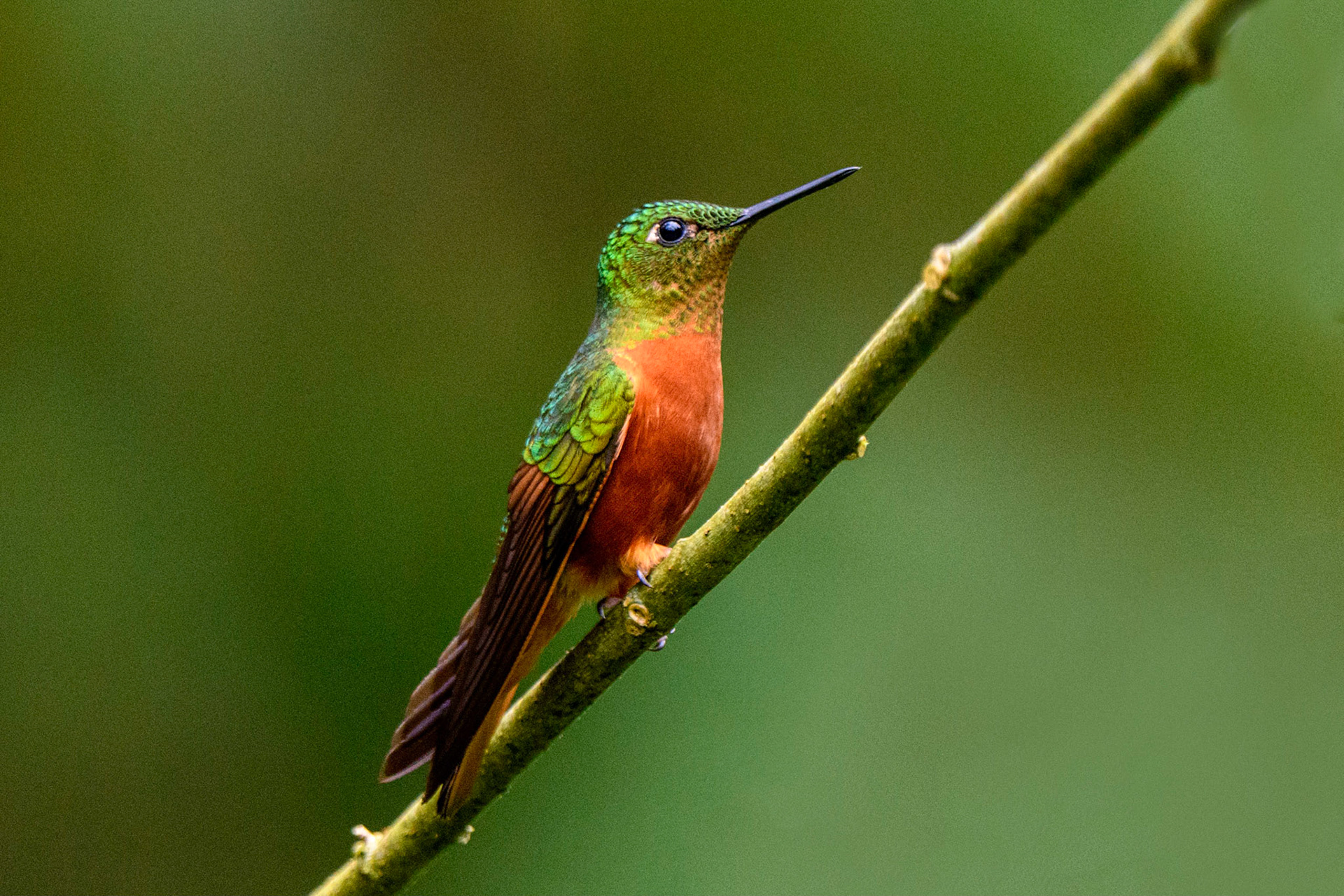 Chestnut-breasted Coronet, Boissonneaua matthewsii
