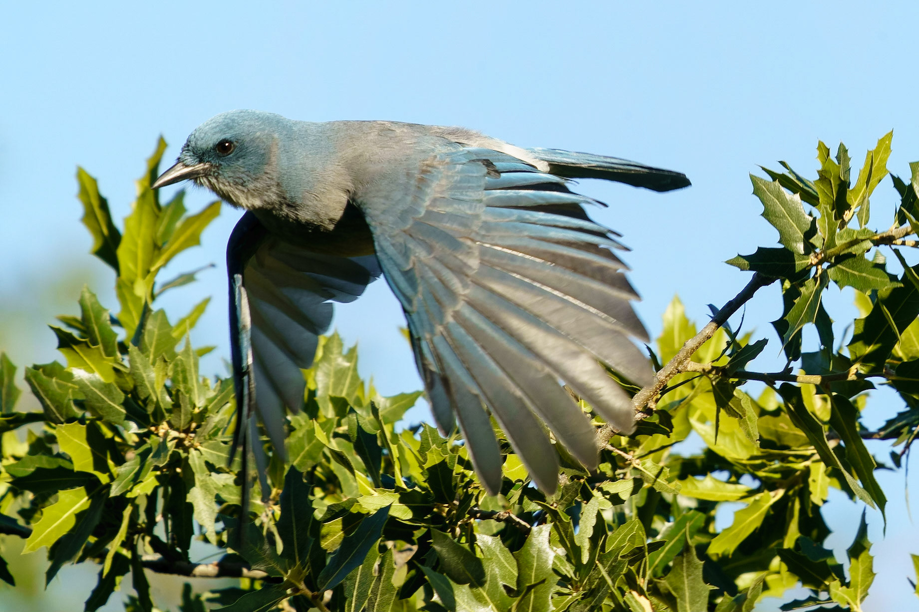Mexican Jay, Aphelocoma wollweberi