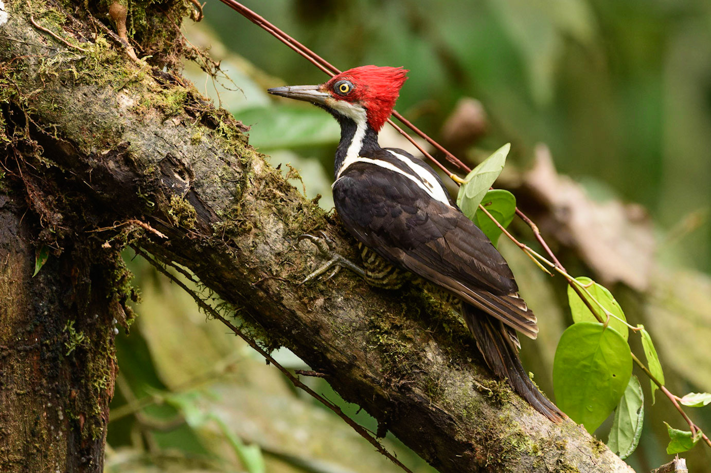 Lineated Woodpecker, Dryocopus lineatus
