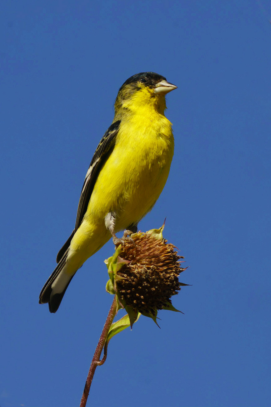 Lesser Goldfinch, Spinus psaltria