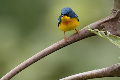 Tropical Parula, Setophaga pitiayumi
