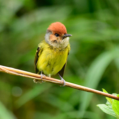 Rufous-crowned Tody-Flycatcher, Poecilotriccus ruficeps
