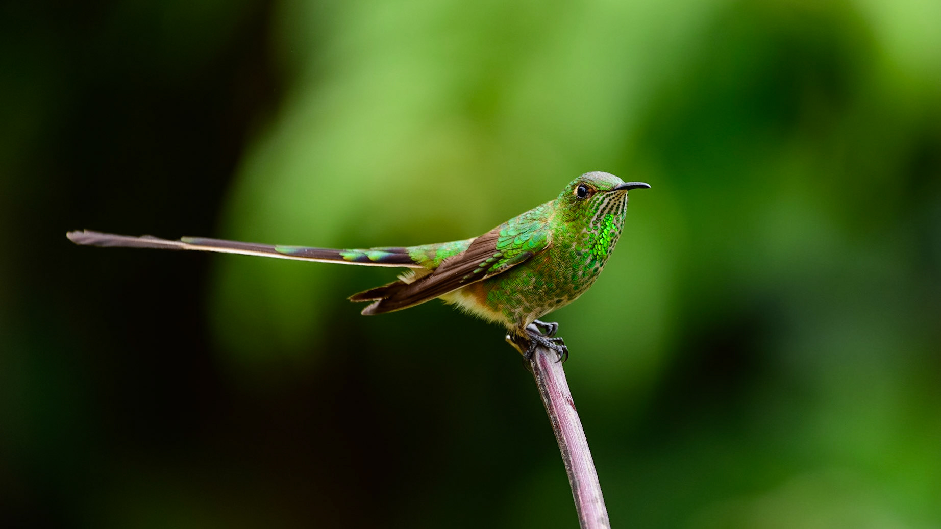 Green-tailed Trainbearer, Lesbia nuna