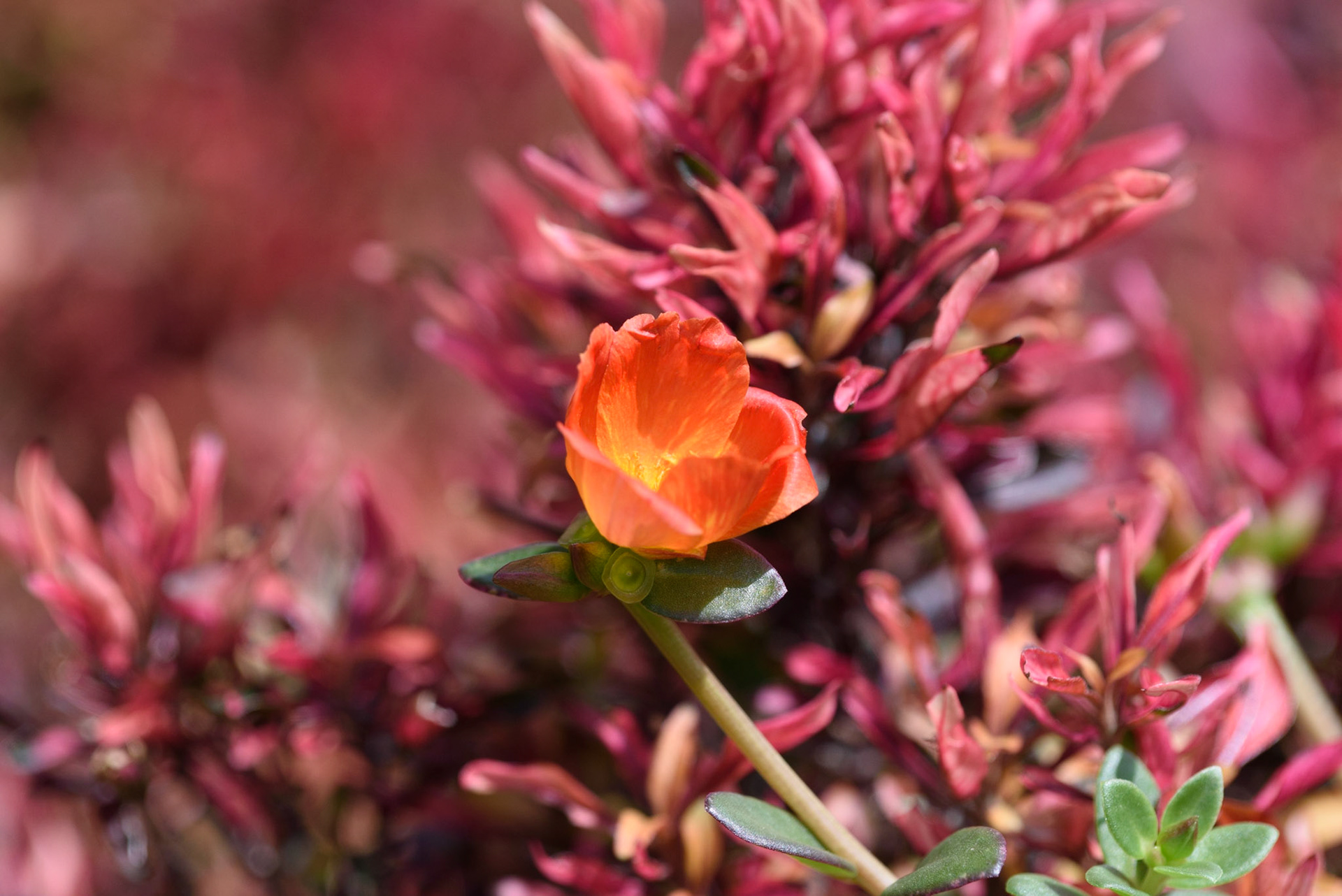Common Purslane, Portulaca oleracea