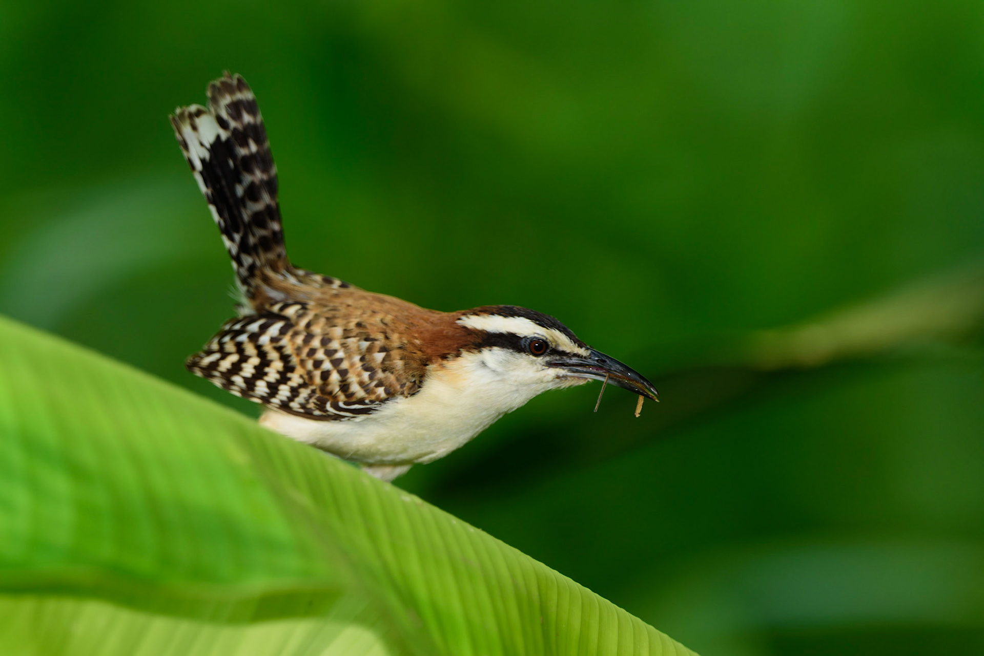 Rufous-naped Wren, Campylorhynchus rufinucha