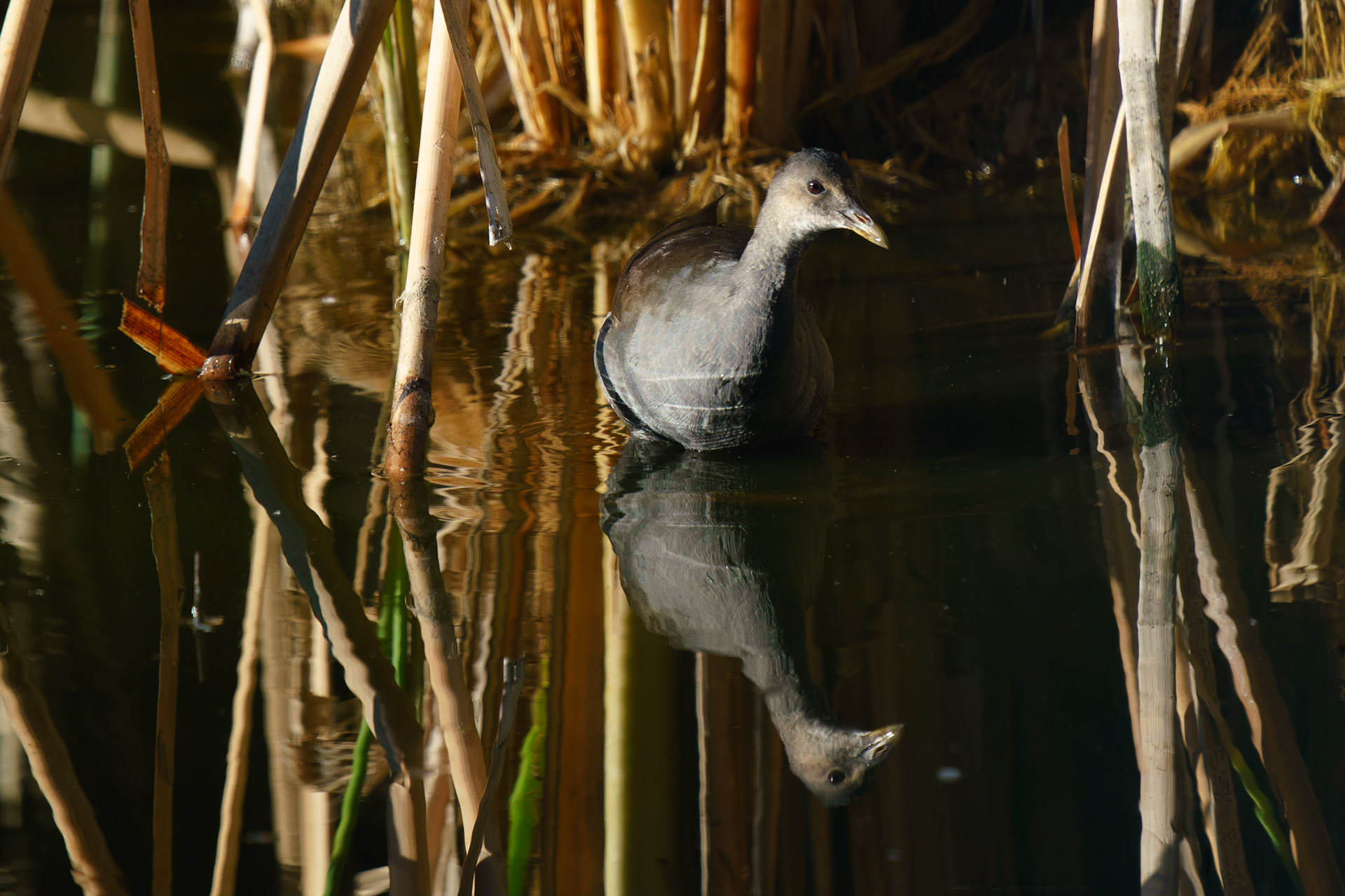 Sora, Porzana carolina