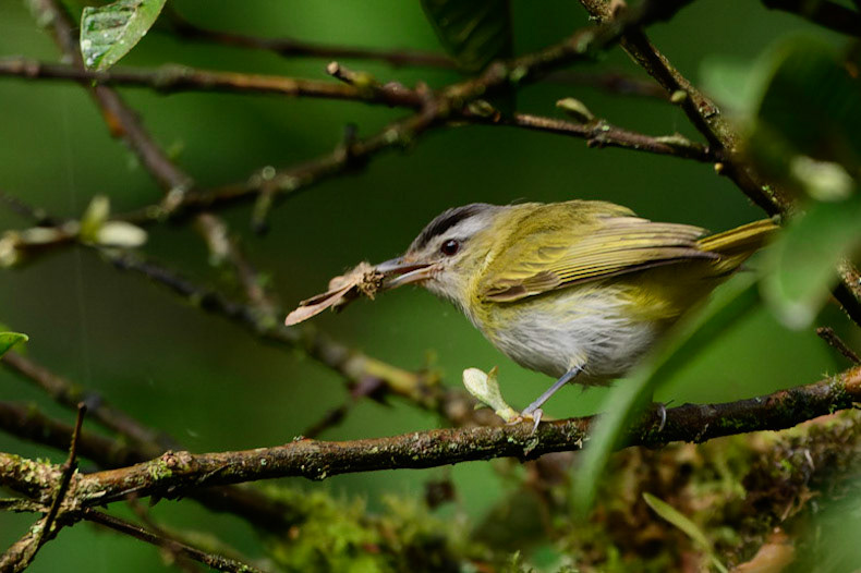 Red-eyed Vireo, Vireo olivaceus