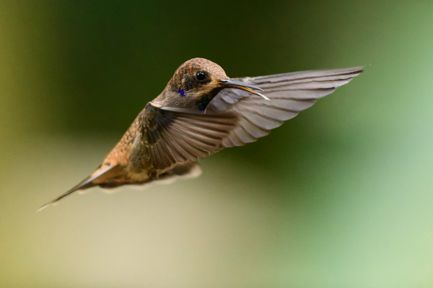 Brown Violetear Colibri delphinae