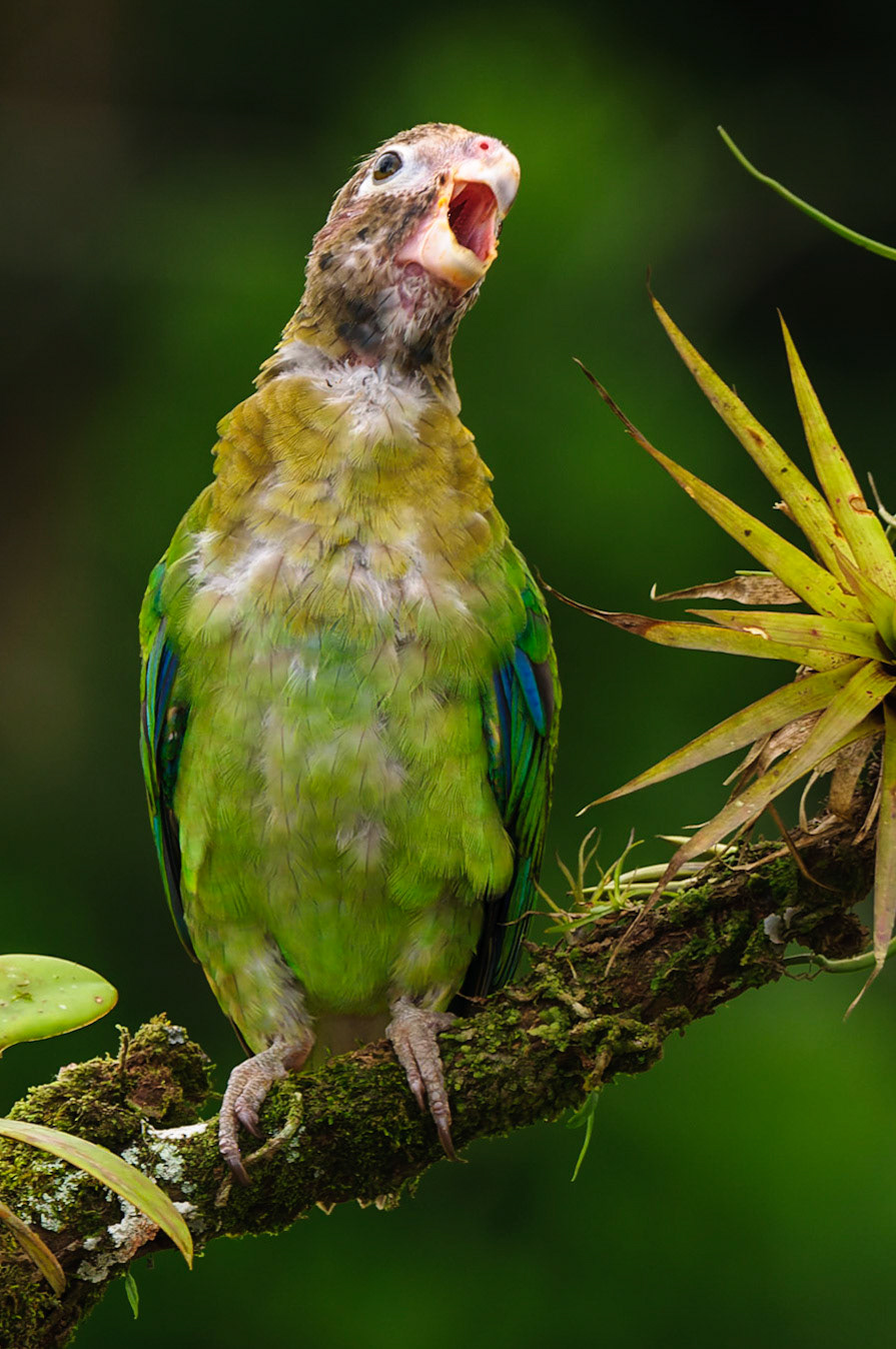 Brown-hooded Parrot (Juvenile), Pyrilia haematotis