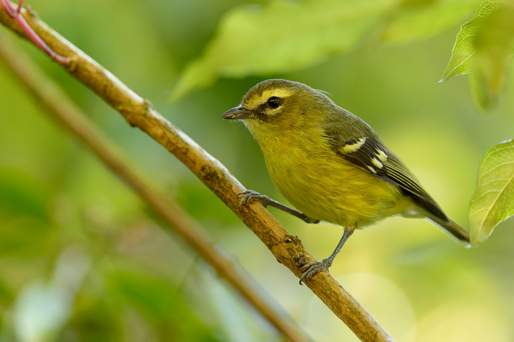 Mountain Elaenia, Elaenia frantzii