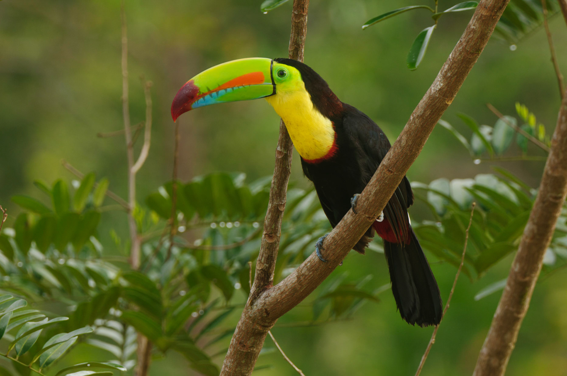 Keel-billed Toucan, Ramphastos sulfuratus. Also Sulfer-breasted or Rainbow-billed Toucan