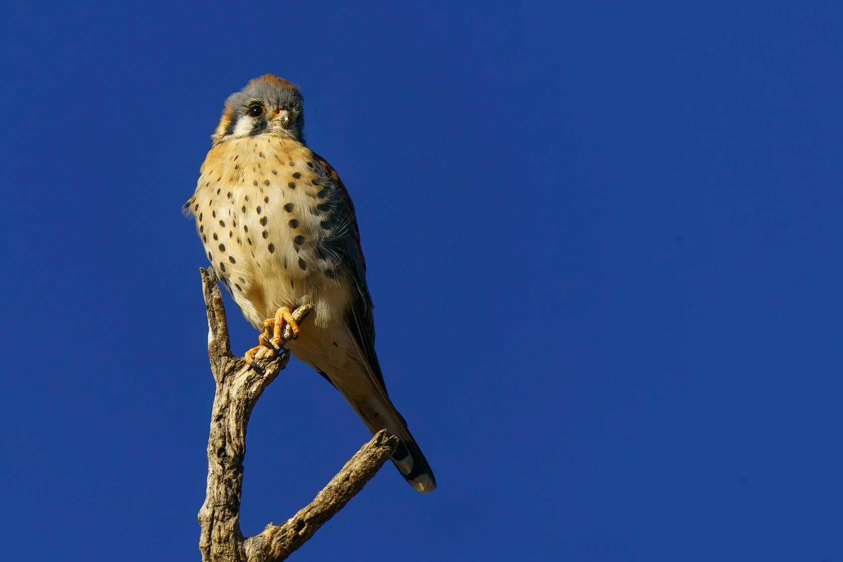 American Kestrel (Male), Falco sparverius, Falco sparverius