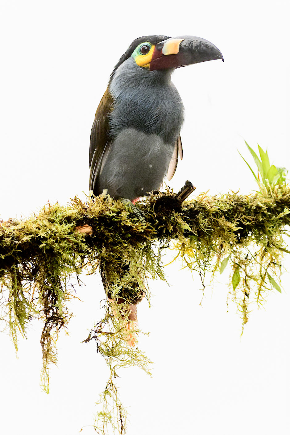 Plate-billed Mountain-Toucan, Andigena laminirostris